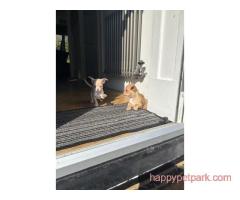 BEAUTIFUL CHIHUAHUA SMOOTH COAT PUPPIES AVAILABLE.